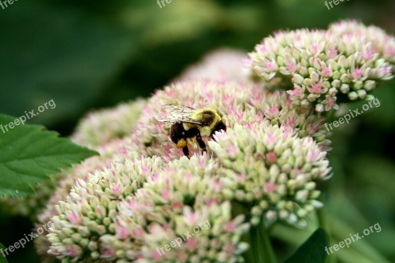 Bumblebee Flower Autumn Pollinate Wildlife