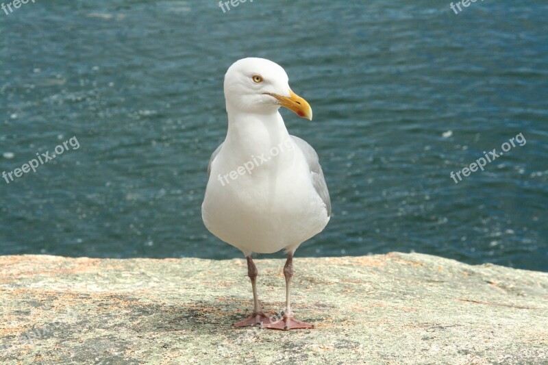 Maine Seagull Sea Bird Ocean