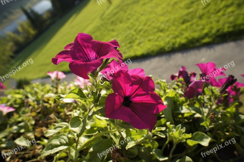 Petunia Flowers Pink Plant Nature