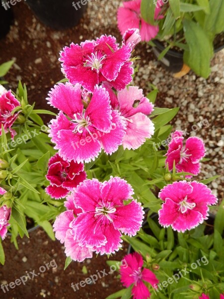 Dianthus Carnation Red Flowers Flower Garden