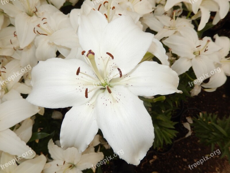 Lili White Flowers Garden Plant Free Photos