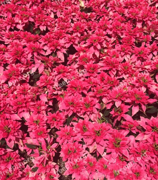 Flowers Pink Plants Summer Flower Bouquet