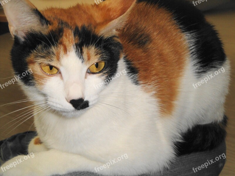 Calico Cat Animal Korean Cat Korean Pet