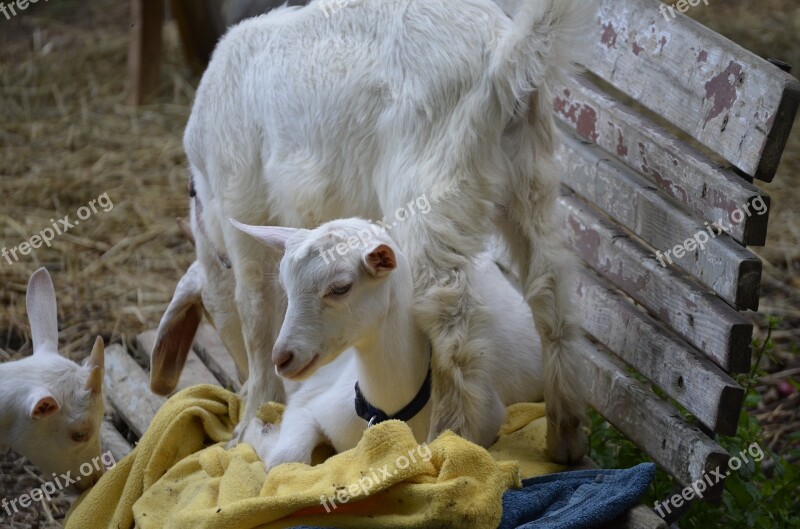 Goat Kitz Cute Meadow Young Animal