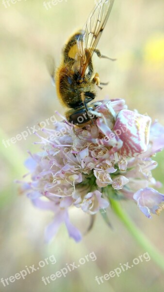 Spider Eating A Bee Macro Nature Insect Plants