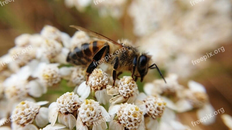 Bee Plant Macro Nature Garden