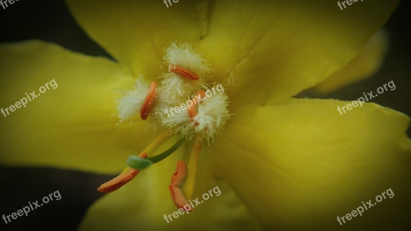 Macro Pistil Yellow Flower Nature