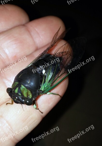 Cicada Dog-day Cicada Dog Day Tibicen Canicularis Dogday