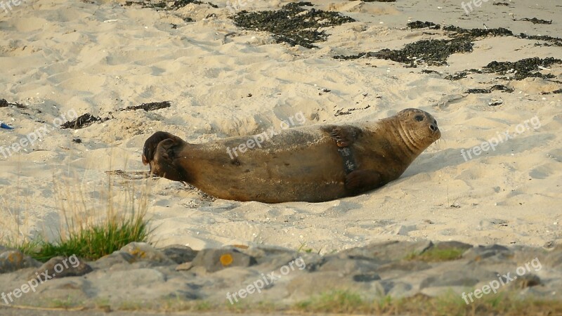 Robbe Howler Seal Mammal Animal