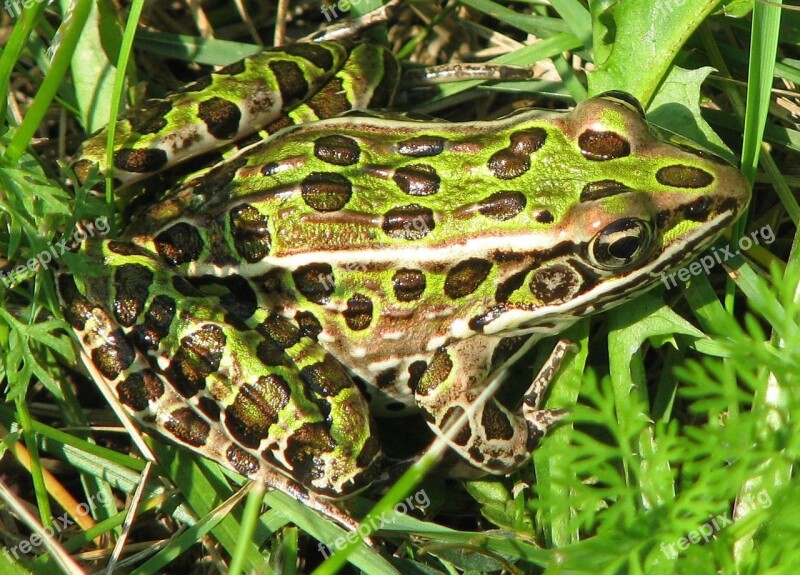 Northern Leopard Frog Lithobates Pipiens Beneficial Garden Moneymore