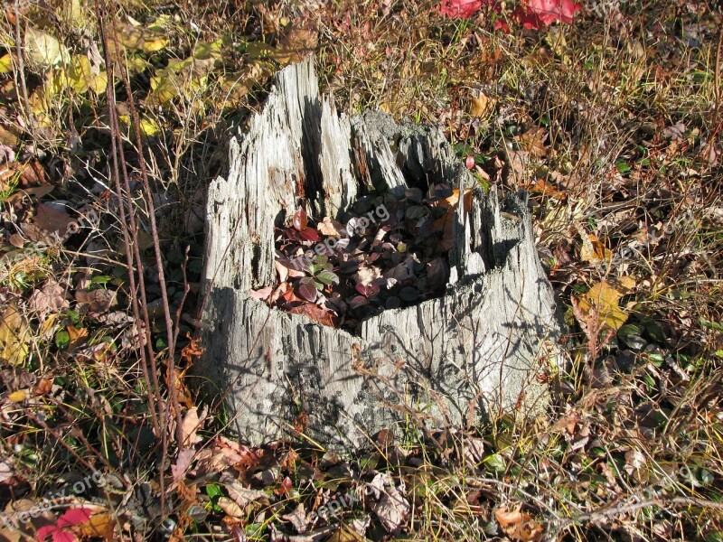 Stump Autumn Leaves Deer Rock Lake Ontario Canada