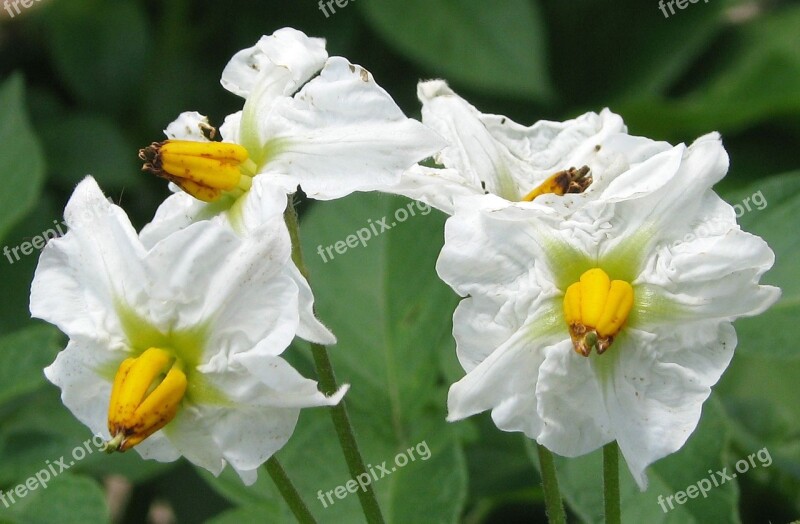 Potato Domestic Potato Solanum Tuberosum Flowers Close-up