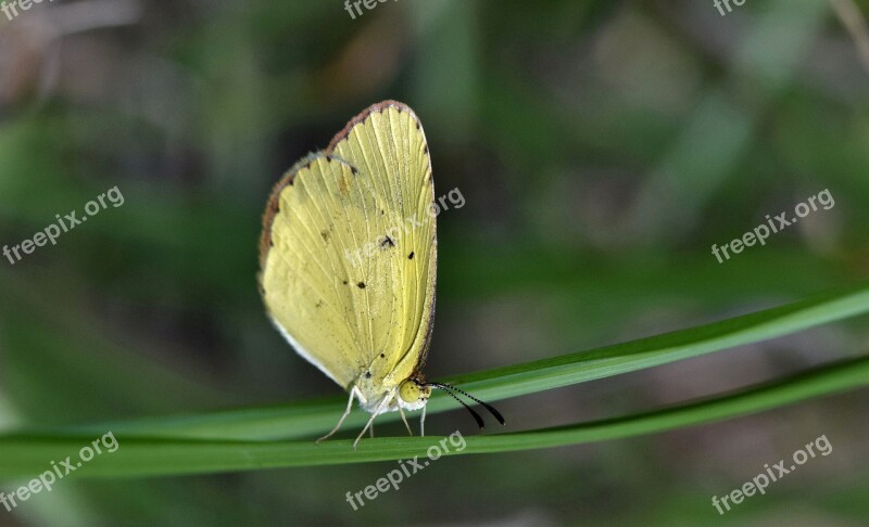 Butterfly Yellow Butterfly Sulphur Sulphur Butterfly Little Sulphur