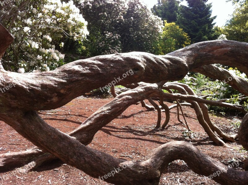 Tree Pattern Gardens Dry Log