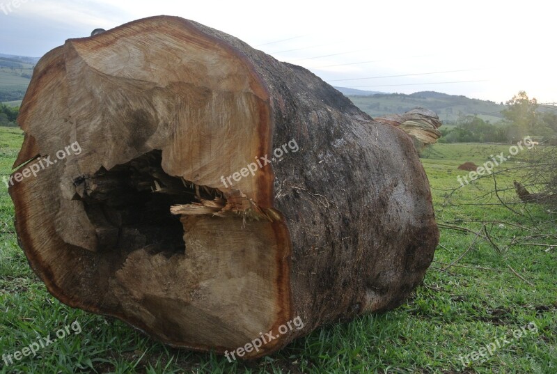 Huge Record Wood Tree Free Photos