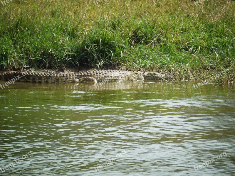 Crocodile On The Lurking Uganda Wild Animal Africa