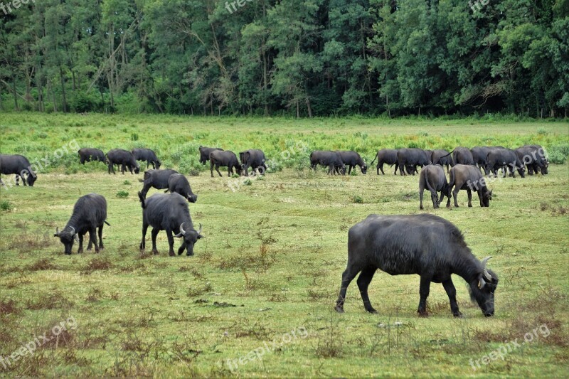 Buffalo Herd Puszta Stocker Milk