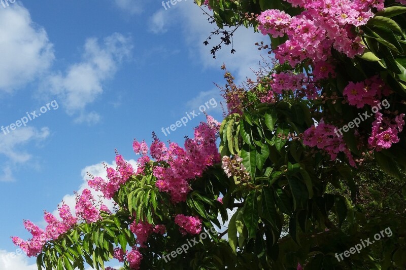 Pink Flower Tree Espumilla Indian Lilac Jupiter Tree