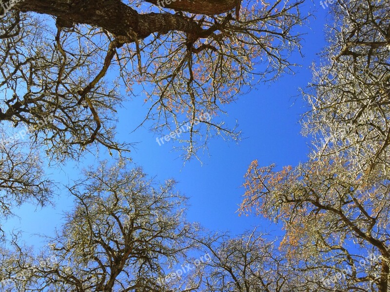 Winter Seabuckthorn Forest Winter Sky Free Photos