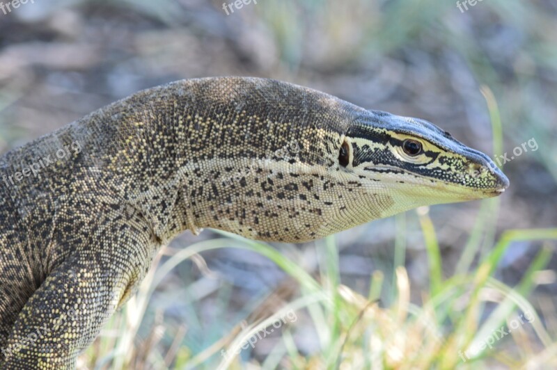 Reptile Nature Monitor Lizard Skin Free Photos