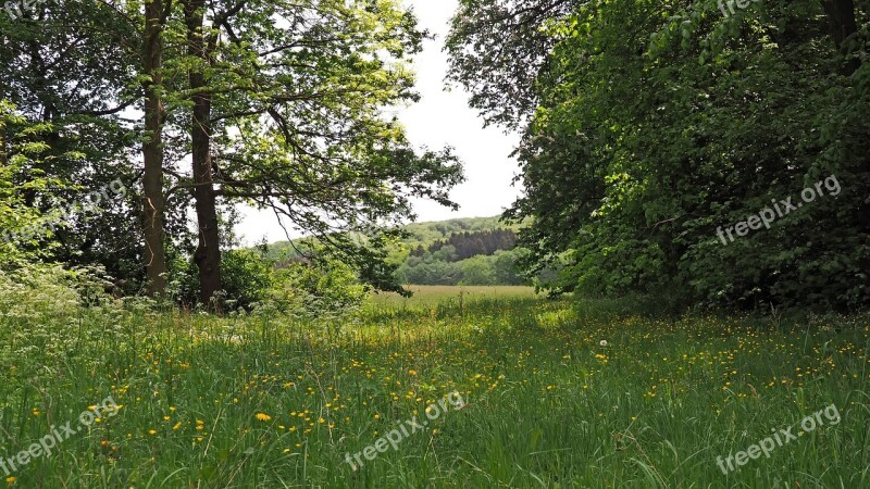 Forest Meadow Landscape Nature Plant