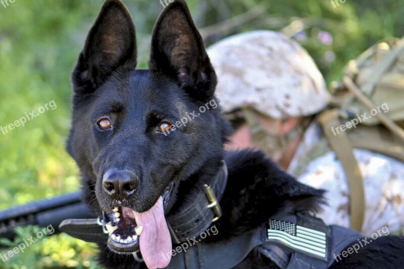 Canine Dog Companion German Shepherd Service