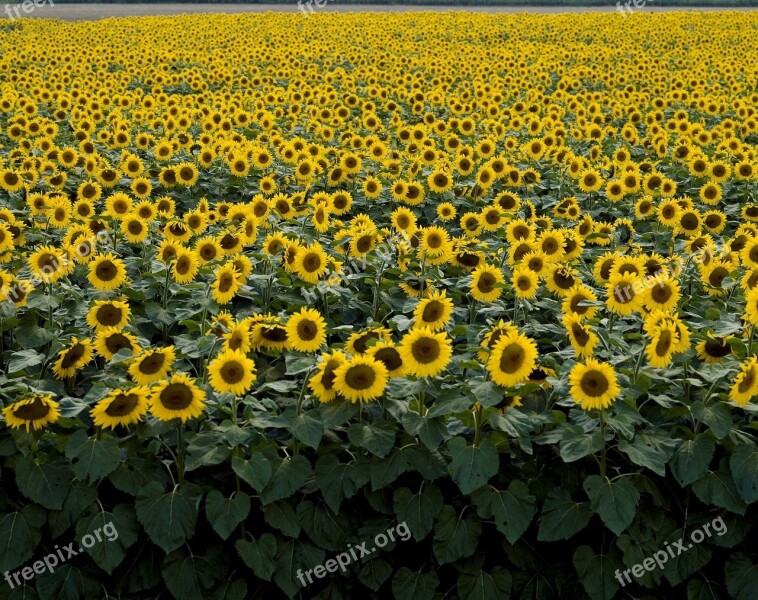 Sunflower Field Yellow Flower Bloom