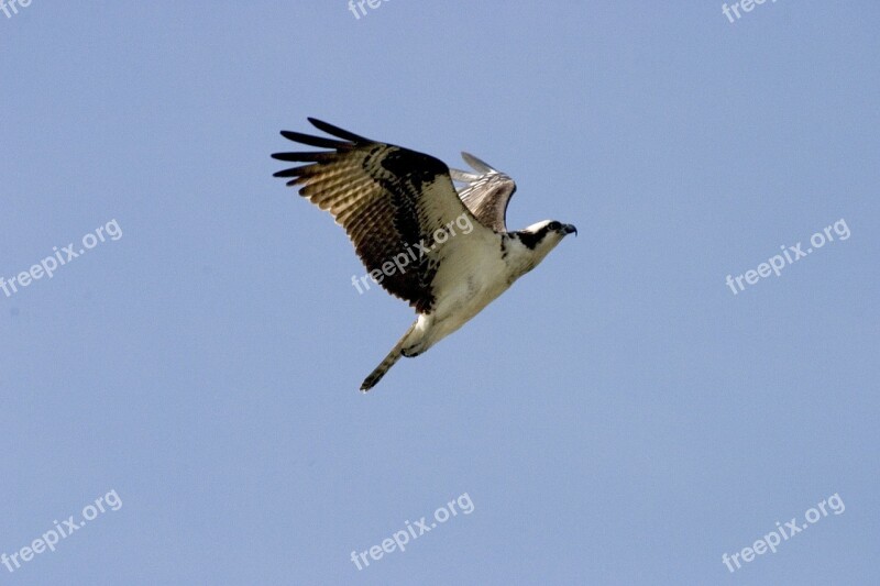 Bird Osprey Flying Wildlife Nature