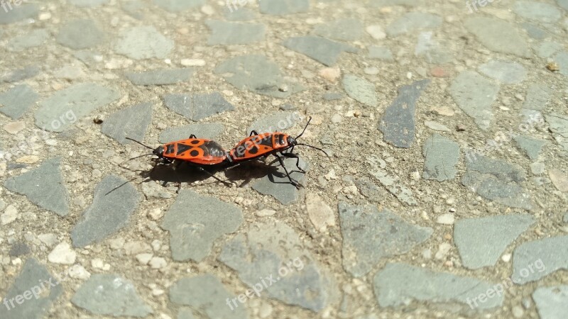 Pyrrhocoris Apterus Mating Insects Firebug Creatures