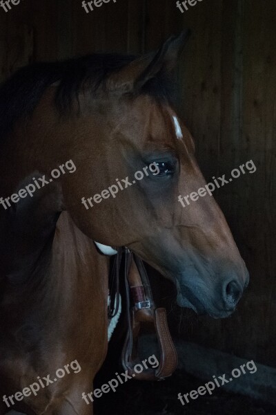 Horse Quarterhorse Brown Stall Free Photos