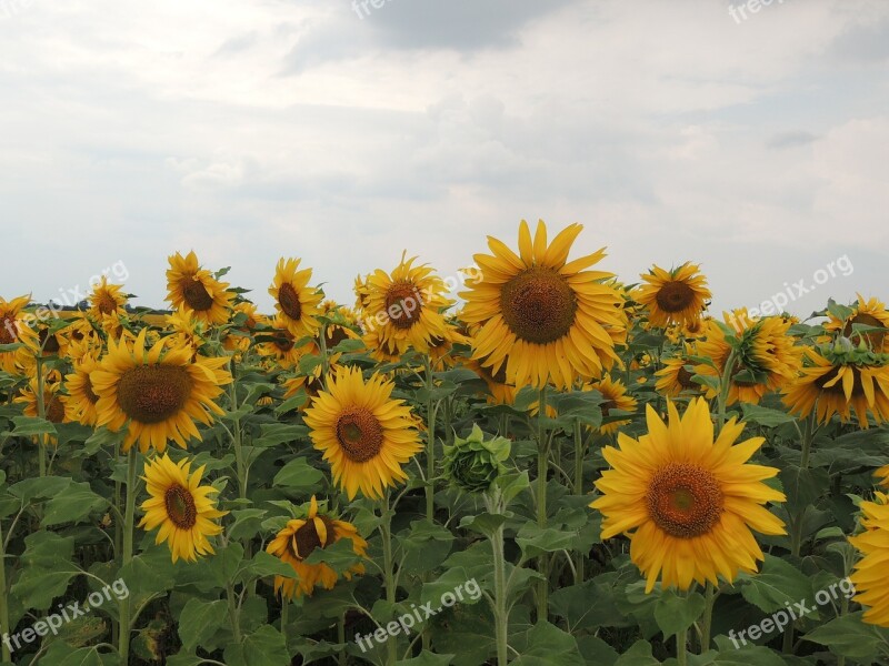 Sunflower Sky Clouds Bright Flower