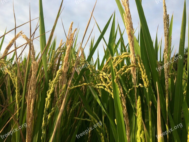 Meter Rice Plant Free Photos