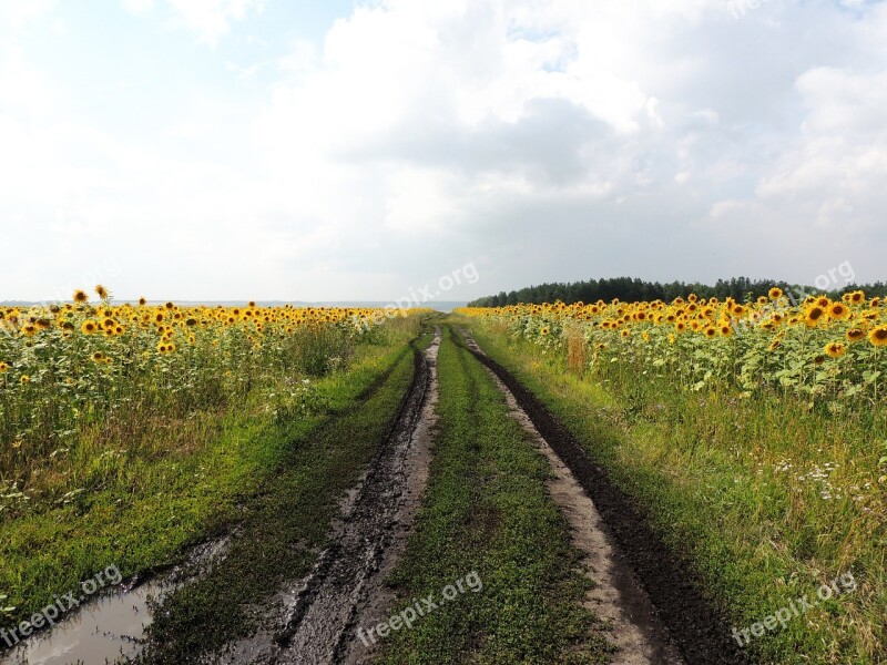 Road After The Rain Sunflower Sunflowers Clouds