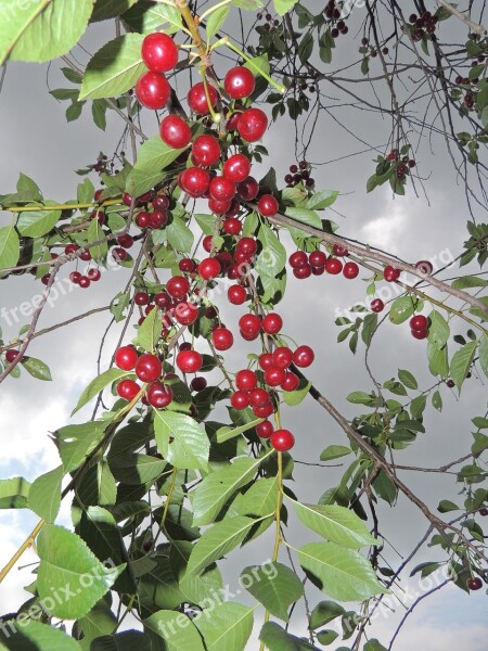 Cherry Ripe Cherry Stormy Sky Tree Berry