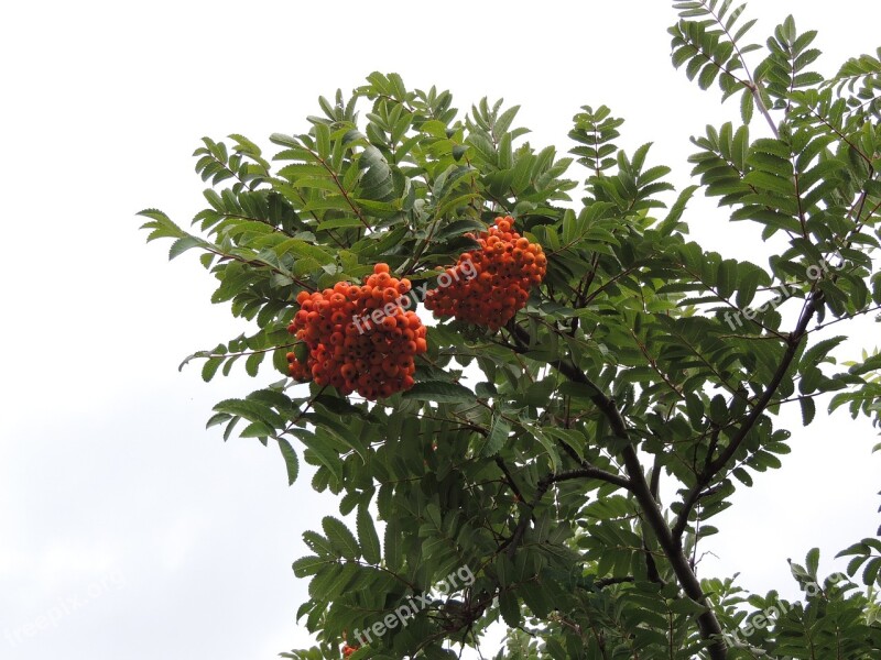 Rowan Berry Plant Red Tree