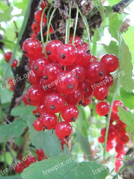 Currant Berry Closeup Summer Red Currant