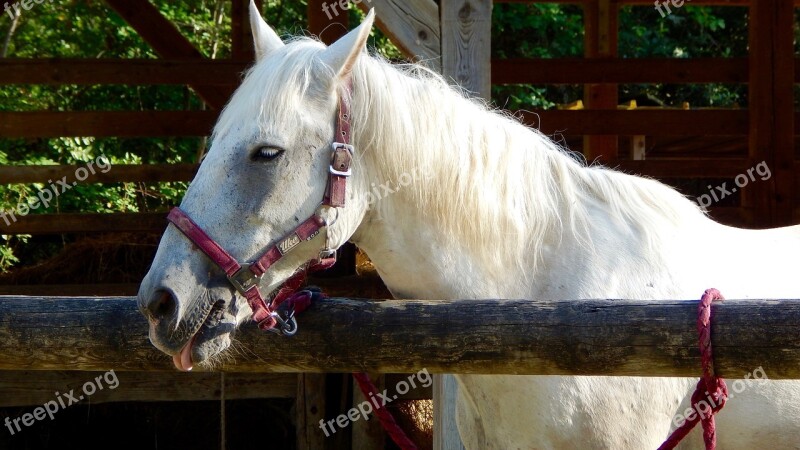 Horse White Riding Nature Animal