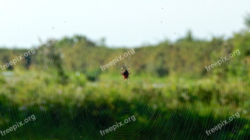 Web Spider Network Insects Predator