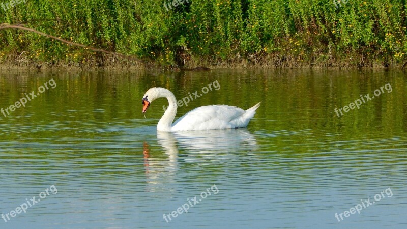 Swan Volatile Bird Pond Red Beak