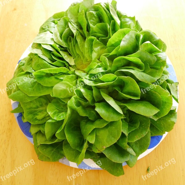 Lettuce Organic Butter Lettuce Vegetable Fresh Vegetables