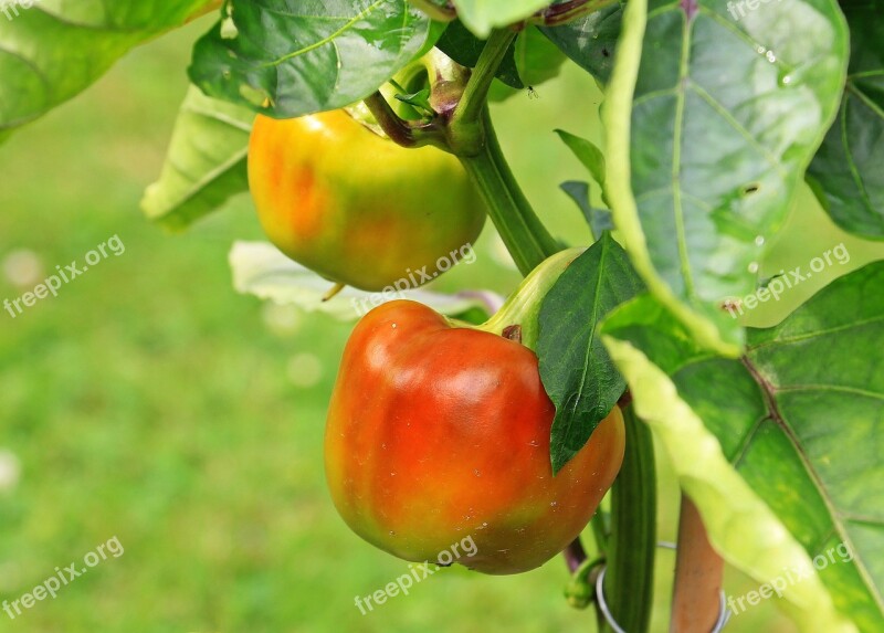 Paprika Nachtschattengewächs Green Peppers Green Vegetables