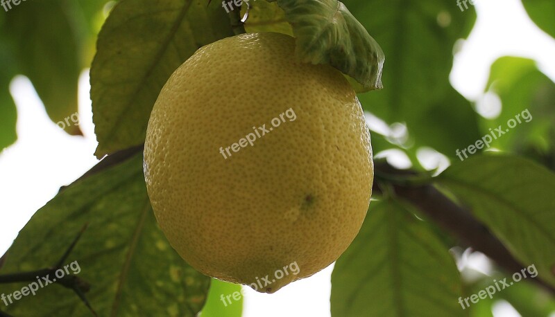 Lemon Citrus Fruit Lemon Tree Food Citrus