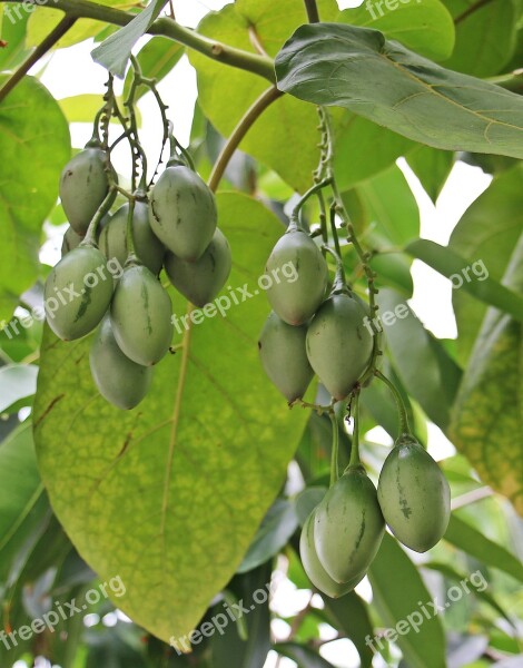 Tree Fruits Tree Nature Fruits Food