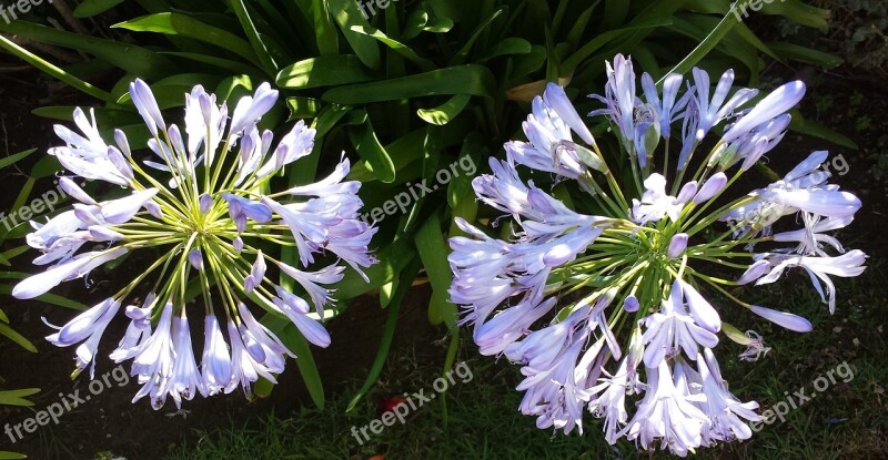 Lily Of The Nile Agapanthus France Flowers Petals