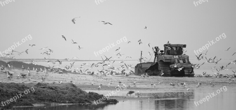 Bulldozer Gulls Natural Heavy Machinery Banner