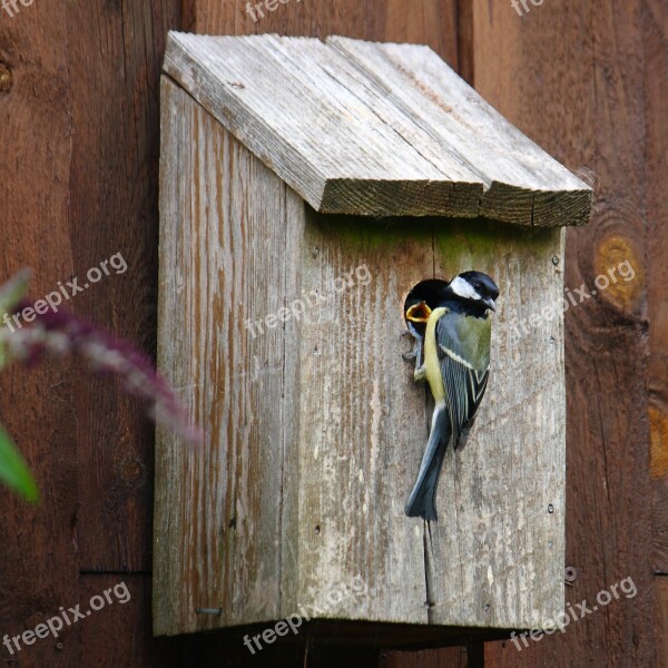 Titmouse Bird Natural Expensive Young Birds