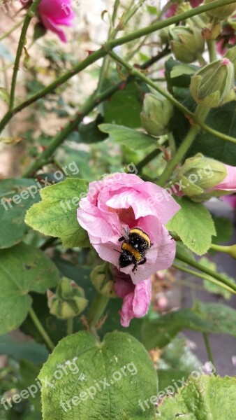 Hollyhock Flower Bumblebee Insect Wild Fauna And Flora