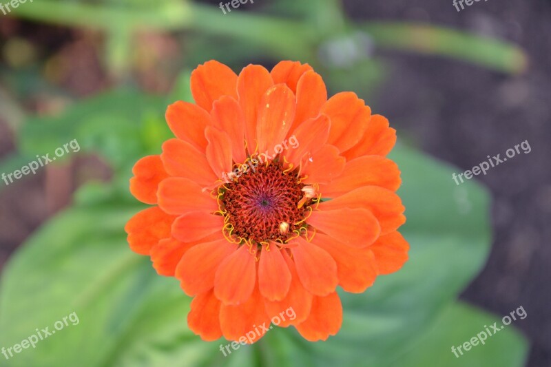 Zinnia Flower Red Plant Beautiful Flower