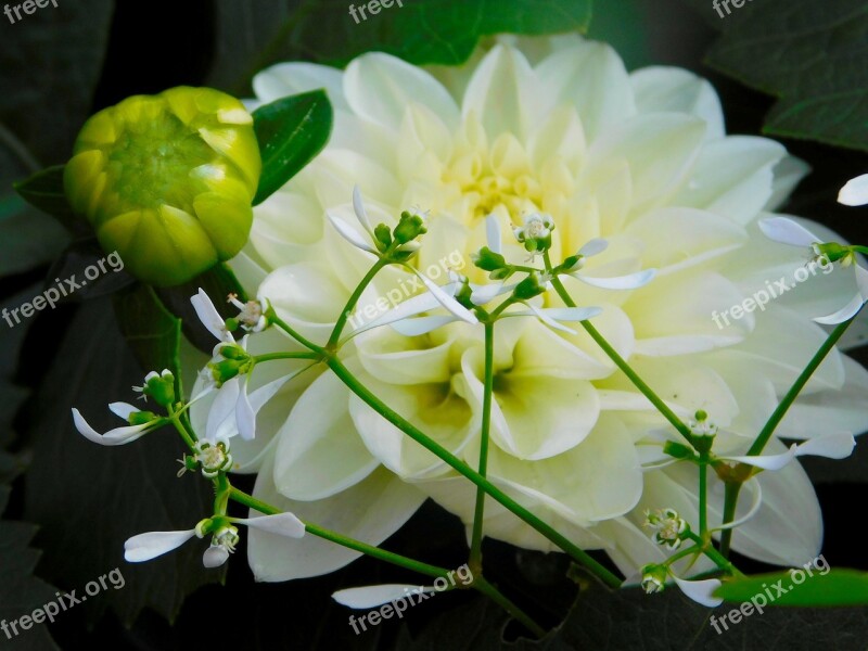 White Flower Bud Blossom Bloom Nature