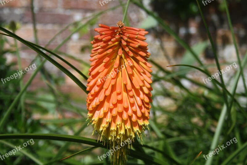 Flower Summer Plant Summer Flowers Blossom